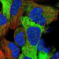 FUZ Antibody, Novus Biologicals 0.1mL; Unlabeled:Antibodies, Polyclonal